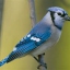 Blue Jay
