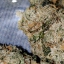Bud Loud
