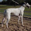 Greyhound