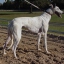 Greyhound